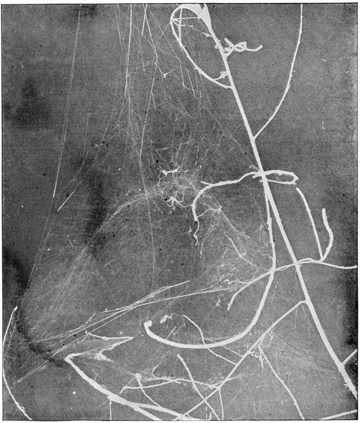 dome web