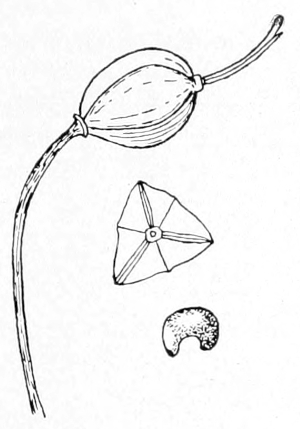 Fruit capsule