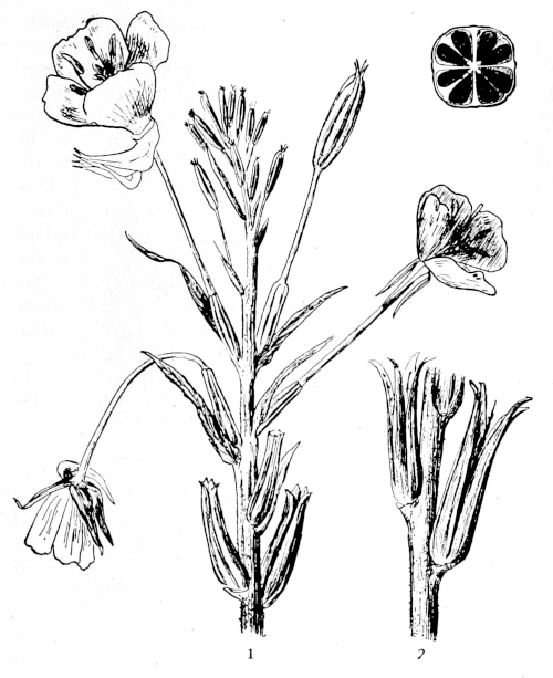 Primrose