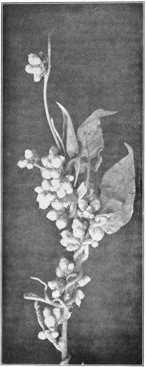 Dodder