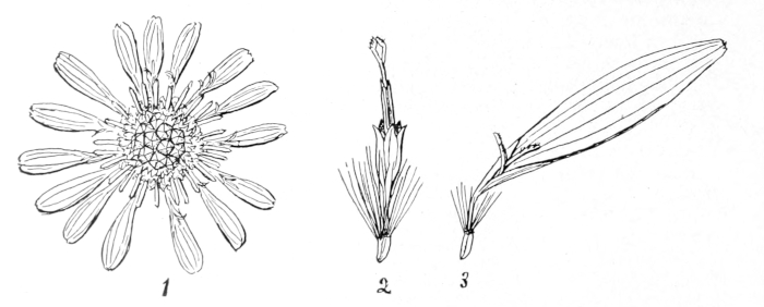 Aster