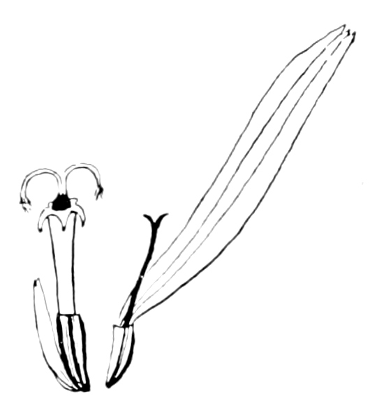Disk flower