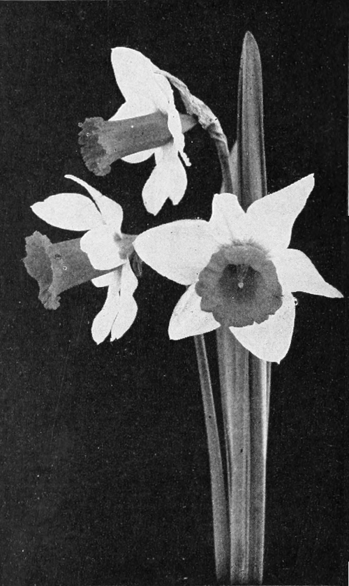Daffodil