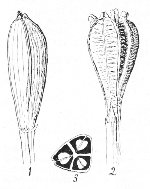 Tulip seed capsule