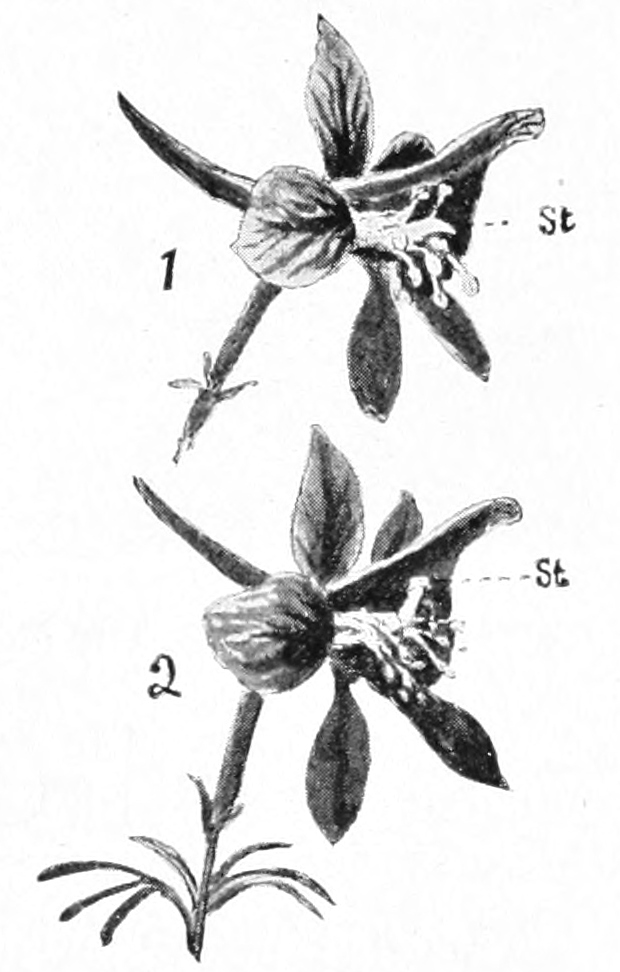 Larkspur