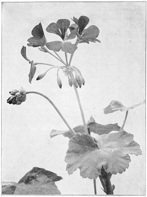 Horseshoe geranium