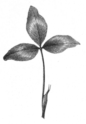 Clover