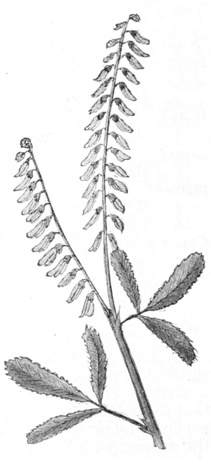 Yellow sweet clover