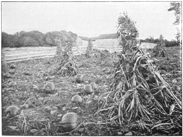 Corn shocks