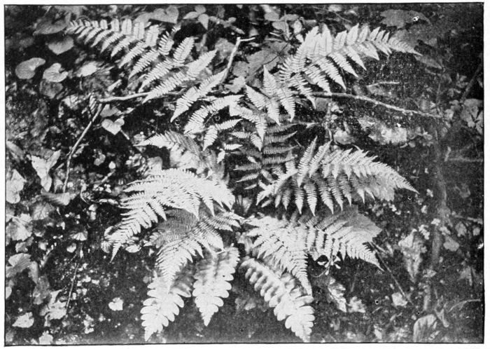 Christmas fern