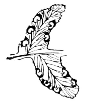 Pinnules