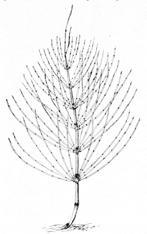 Field horsetail