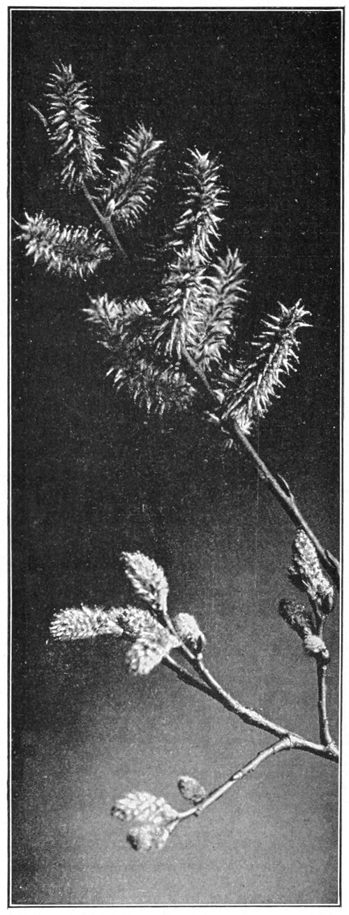 Willow blossoms