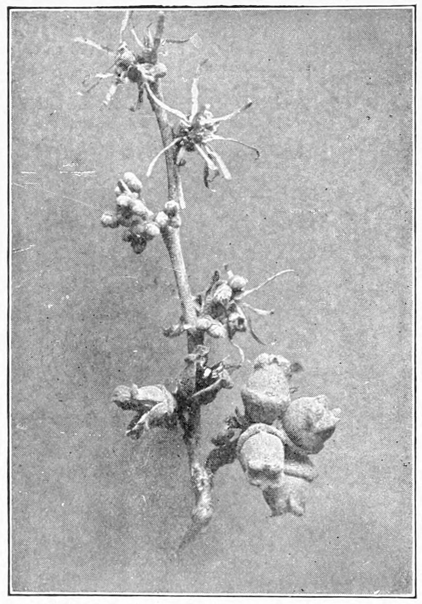 Witch-hazel