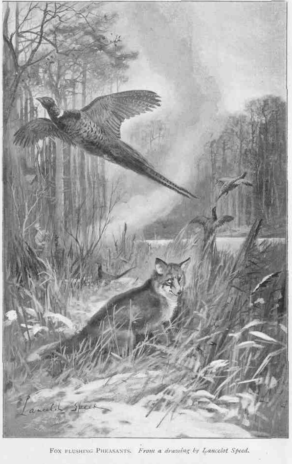 FOX FLUSHING PHEASANTS.
From a drawing by Lancelot Speed.