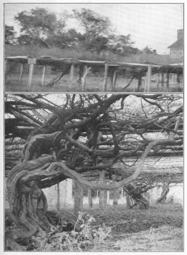 XV: Scuppernong grape, the
arbor vine of the South. This plate shows the noted scuppernongs on Roanoke
Island, of which the origin is unknown, but which were of great size more than
one hundred years ago.