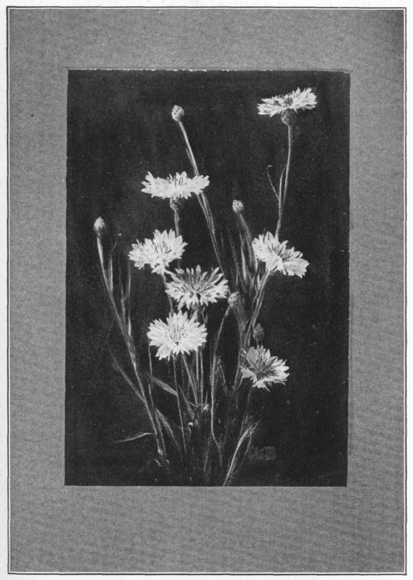 XVIII. Cornflower or bachelor’s button. _Centaurea
Cyanus_.