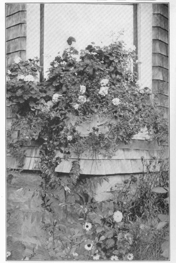 XX. A simple but effective
window-box, containing geraniums, petunias, verbenas, heliotrope, and vines.