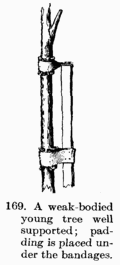 [Illustration: Fig. 169. A weak-bodied young tree well supported;
padding is placed under the bandages.]