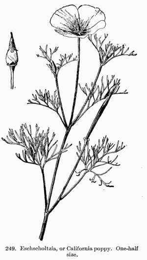 [Illustration: Fig 249. Eschscholtzia, or
California poppy. One-half size.]