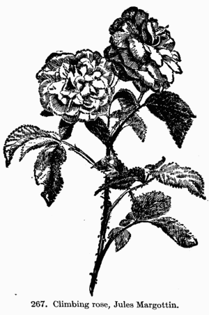 [Illustration: 267. Climbing rose, Jules
Margottin.]