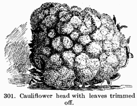 [Illustration: Fig. 301. Cauliflower head
with leaves trimmed off.]